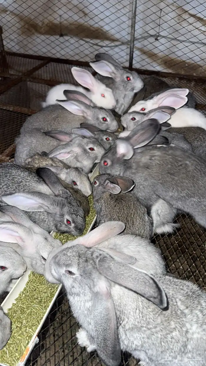 عرض على ارانب الفلاندر الاماني 3