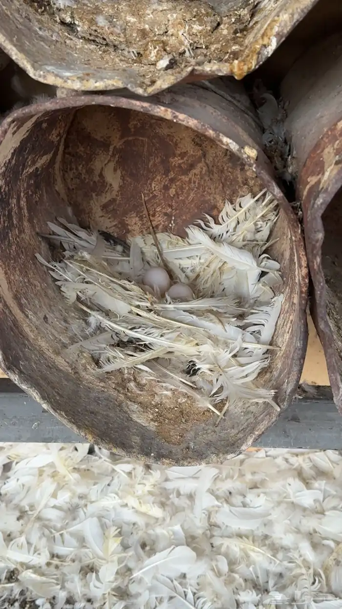 حمام فرنسي العدد تقريبا  35 جوز 5