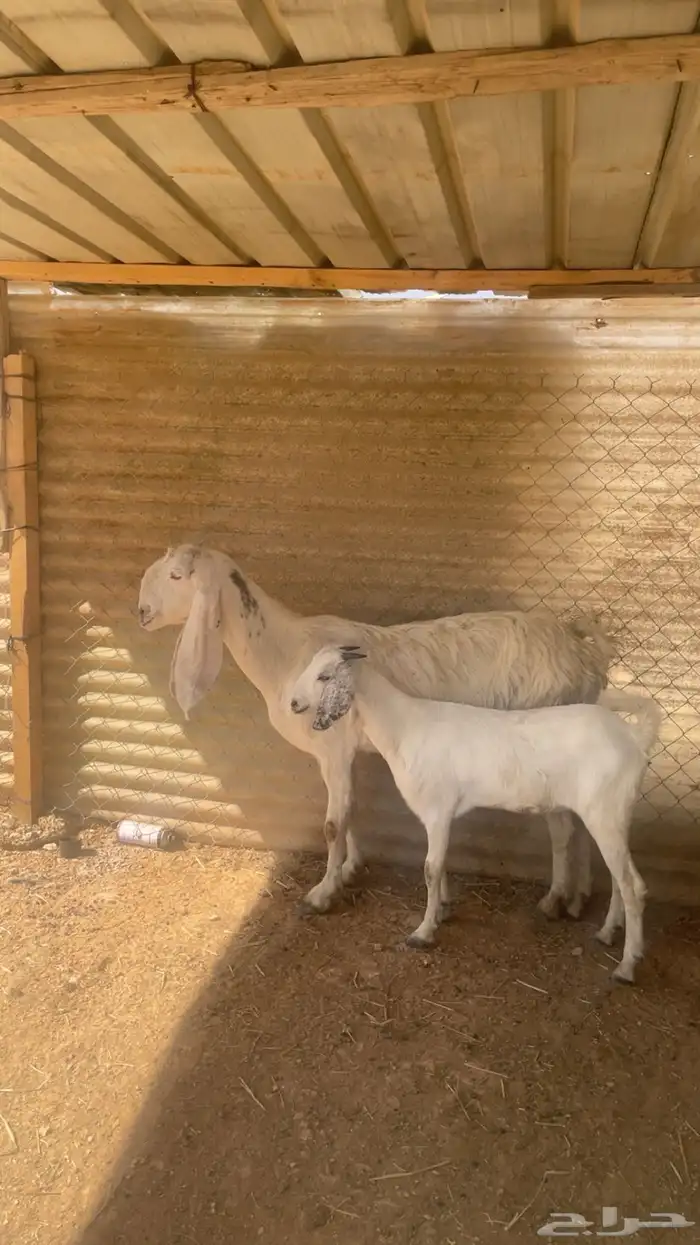 عنز هولنديه معها جفره 2