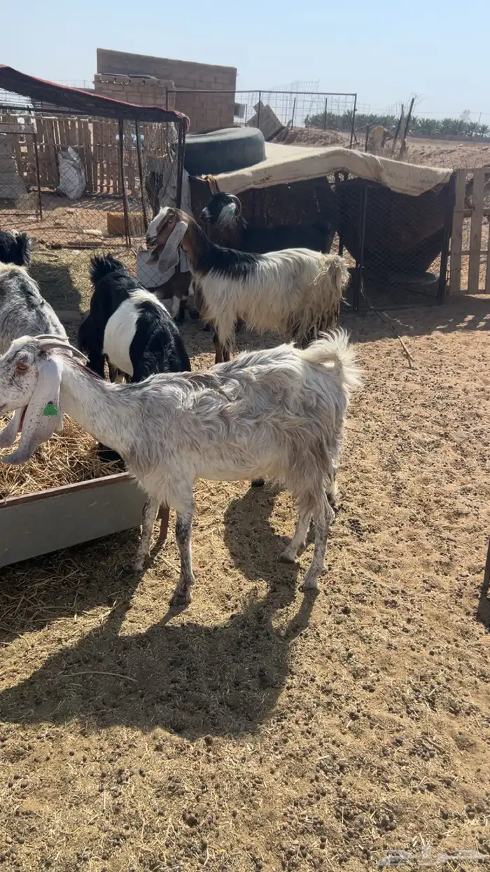 معزاء مواليد للبيع 0