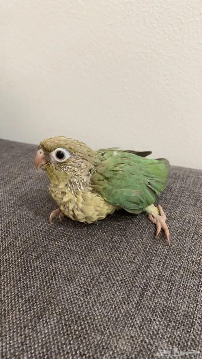 فرخ كنيور سينمون تركواز 0