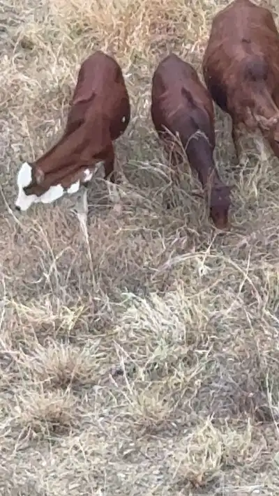 رجال المع حسوة index