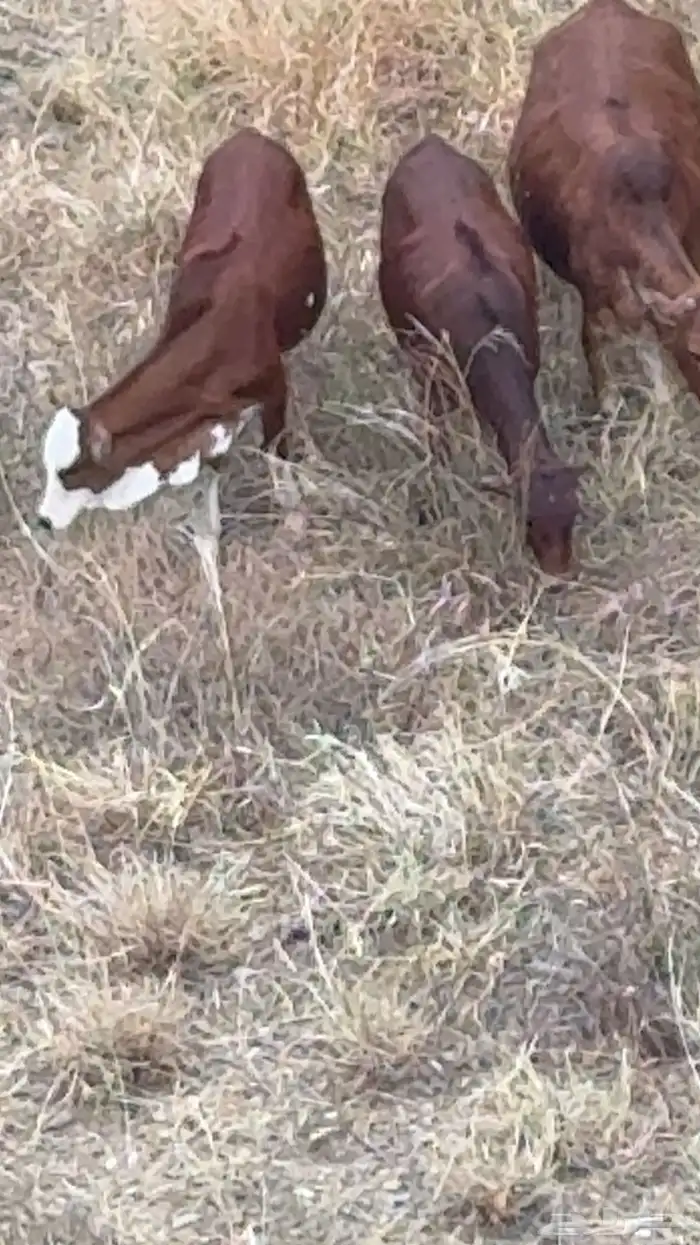 رجال المع حسوة 0