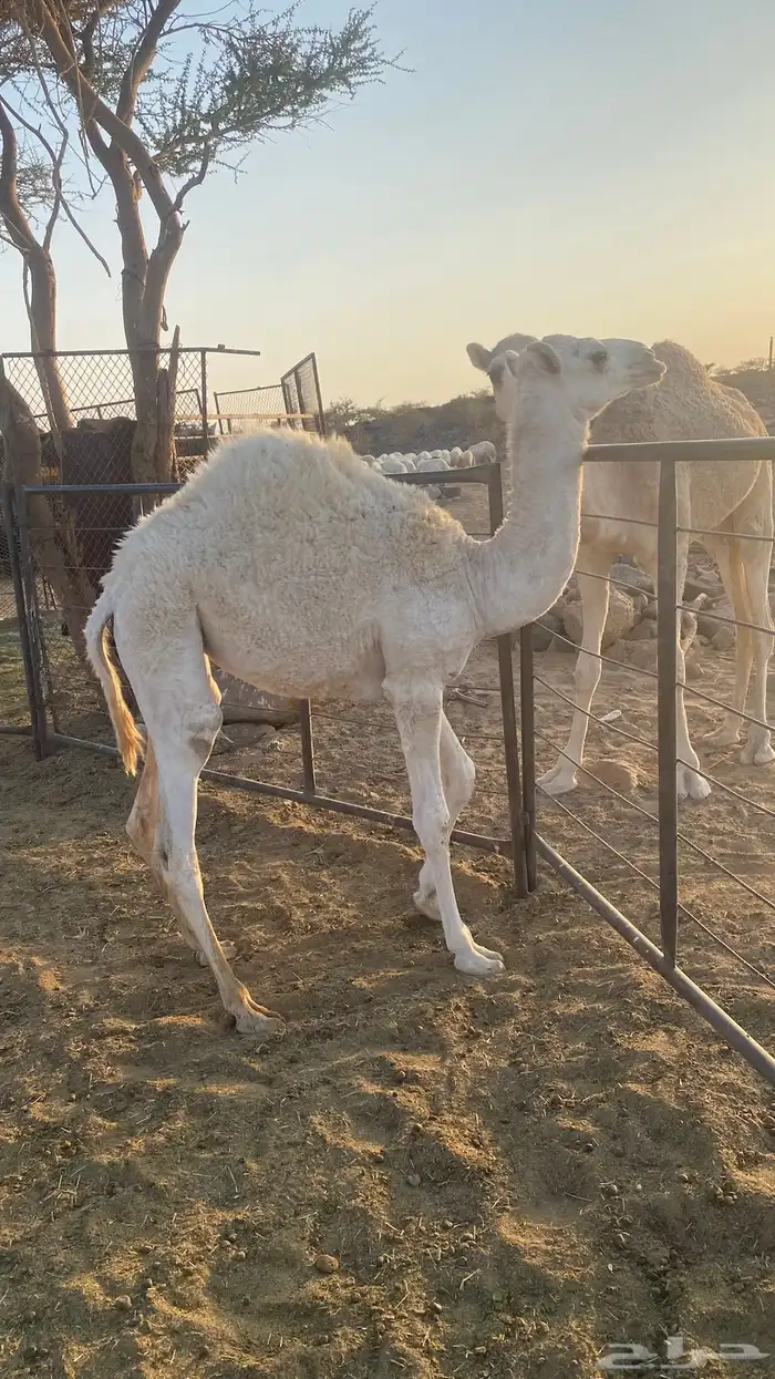 بكره للبيع 1