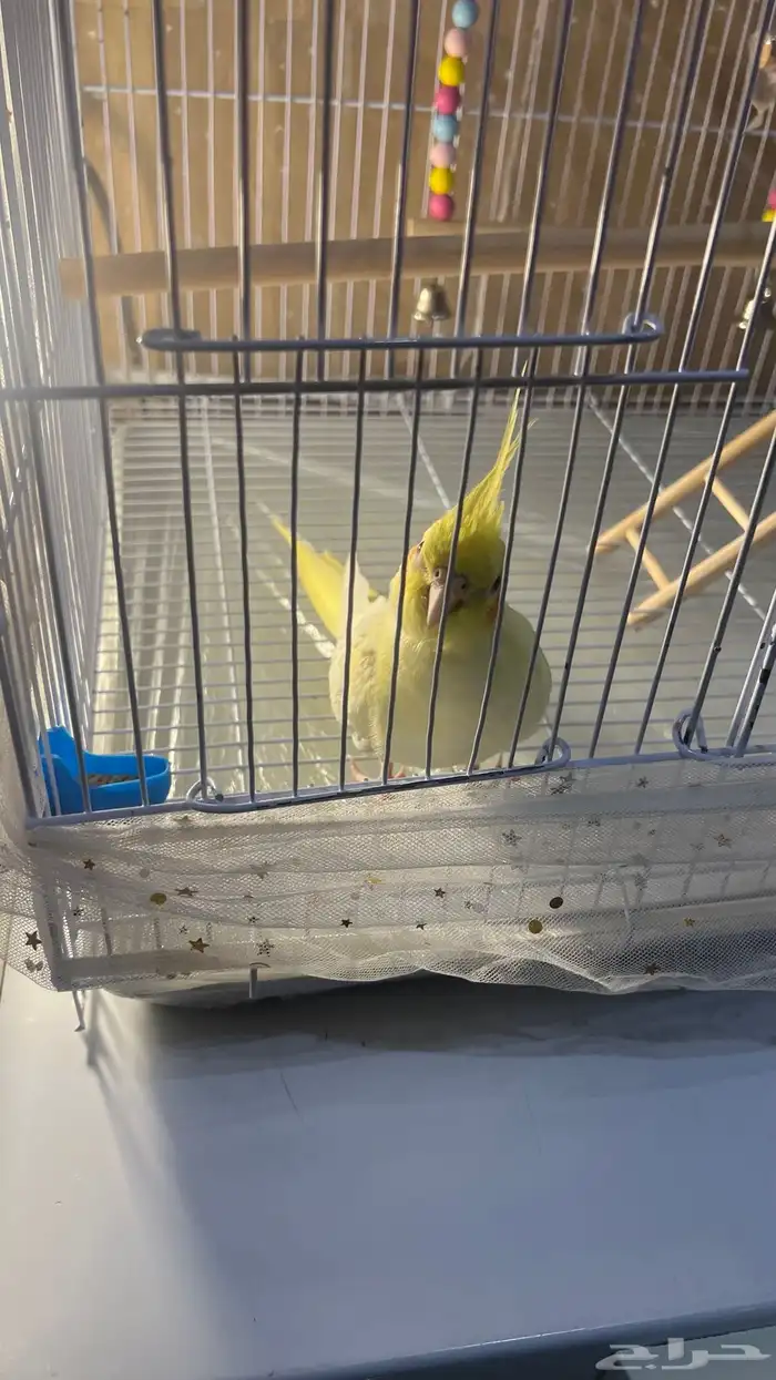 ببغاء كروان كوكتيل اليف ذكر 4