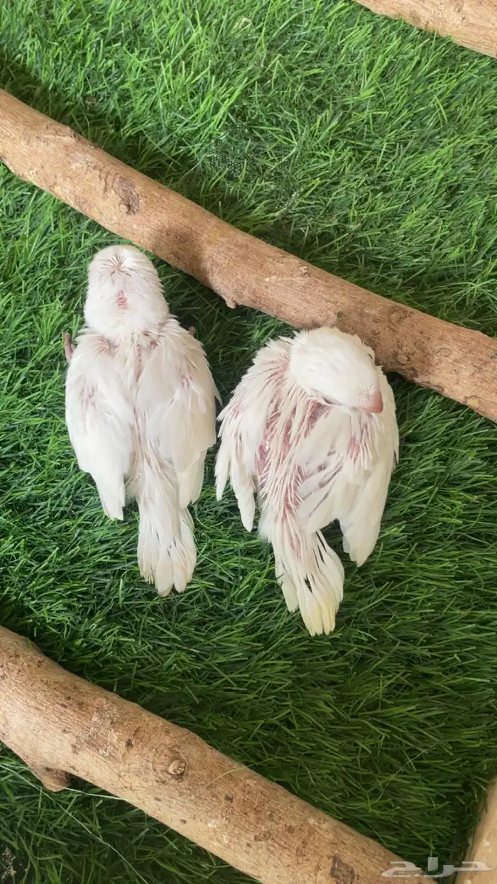 فروخ كويكر البينو 2