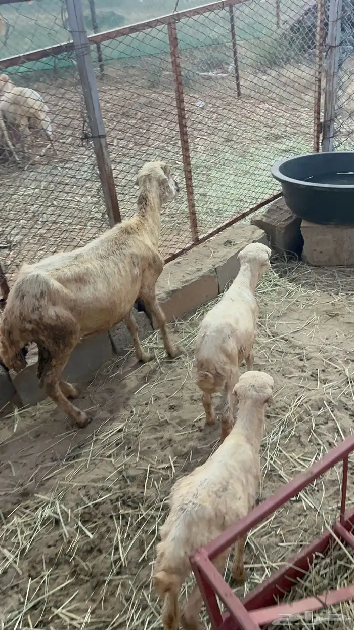 نعجه منتوج متاومه 0