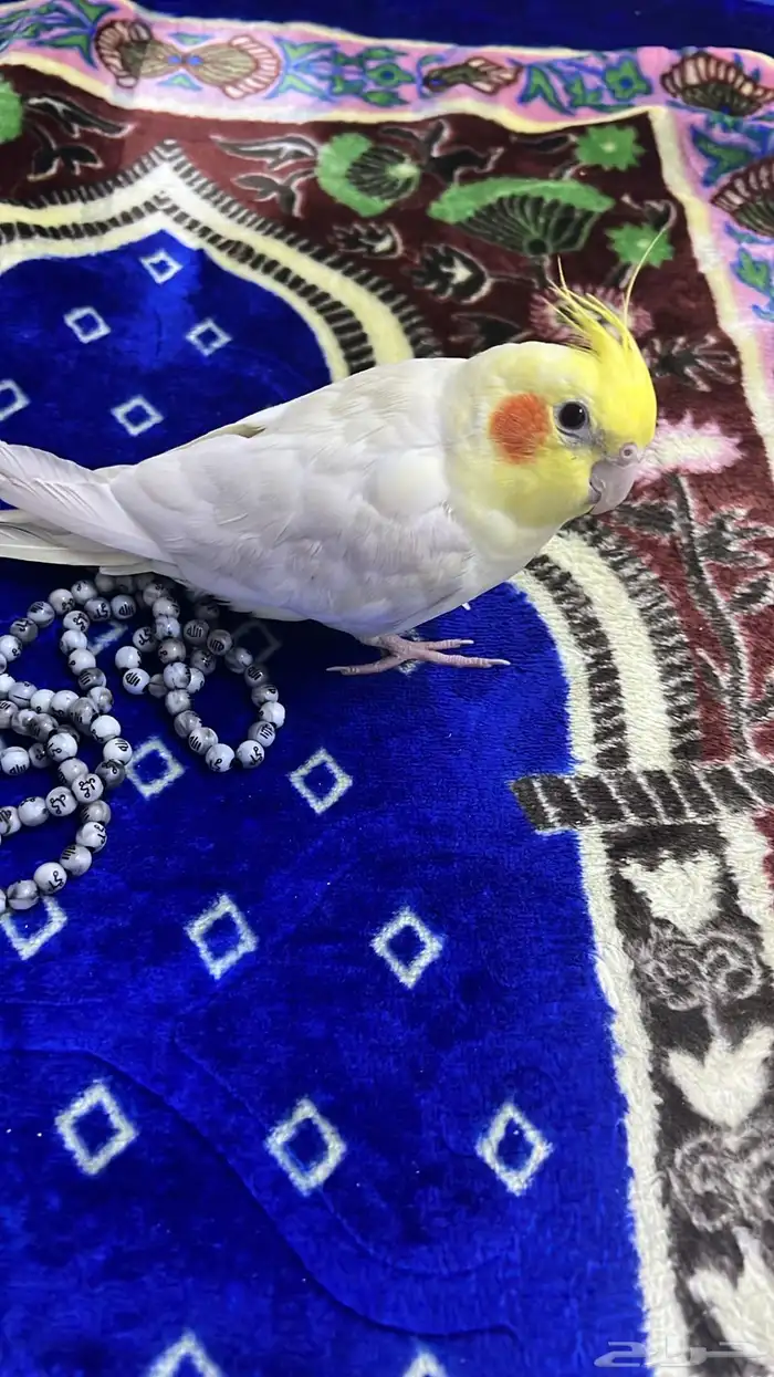 مفقود على من يجده التواصل 2