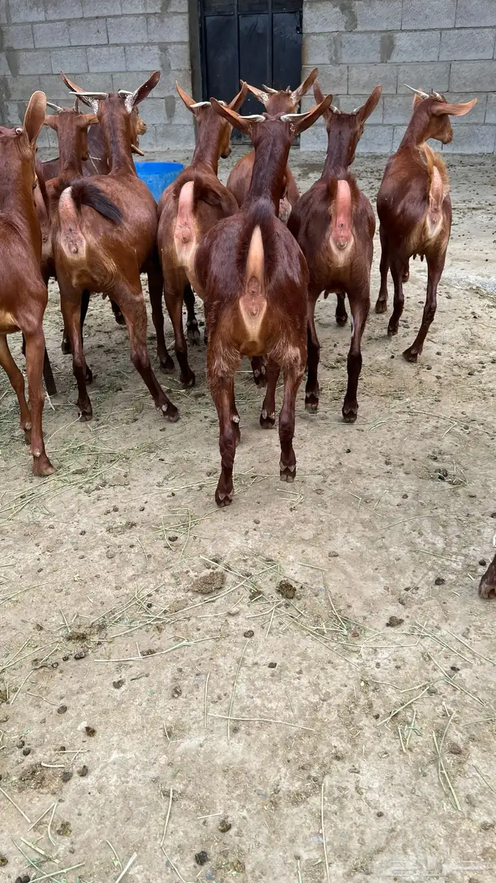 جفار دهم عدد 10 ( تم البيع ) 3