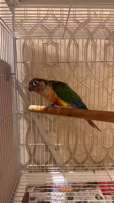 زوج كنيور يلو سايد رد فاكتور صبغه قويه مستوى فاخر index