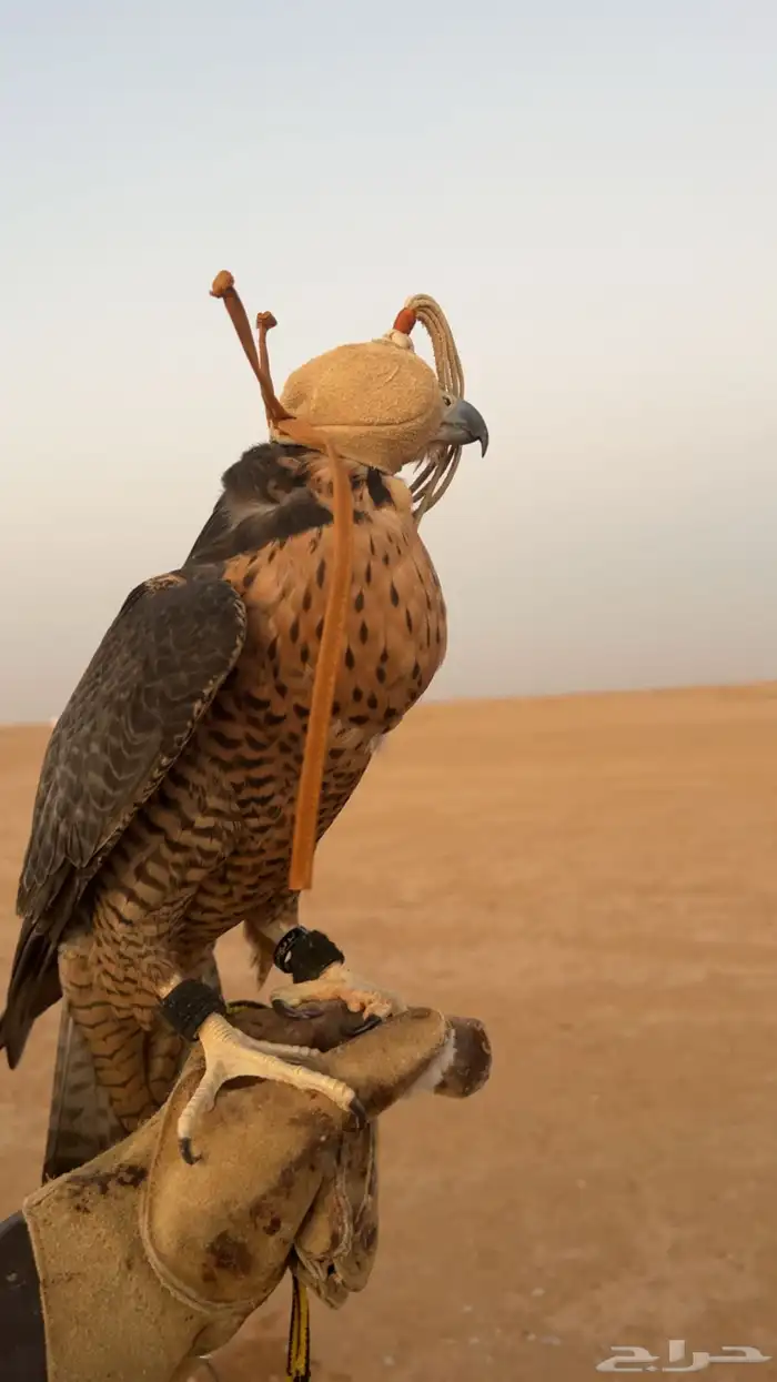 شيهانه جبليه 1