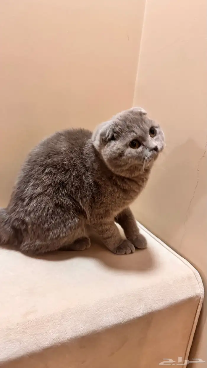 قطط سكوتش فولد بيور 5