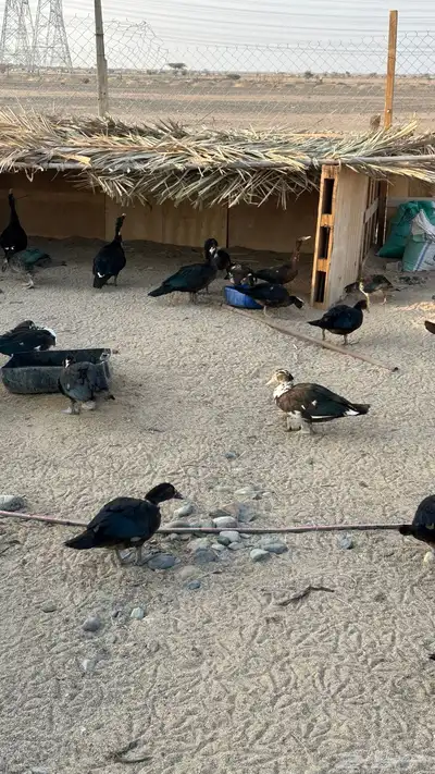 ينبع البحر index