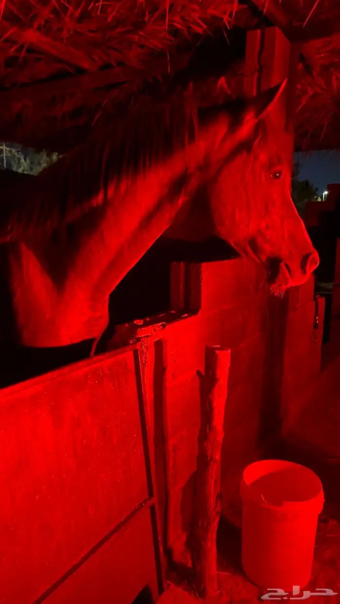 حصان شعبي كفو 1