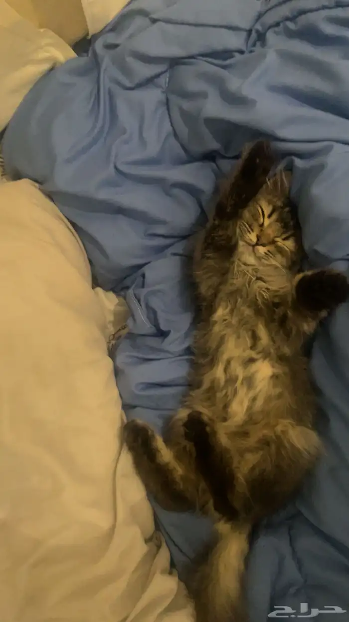 بسه مخلوط شيرازي وهمالايا قط 0