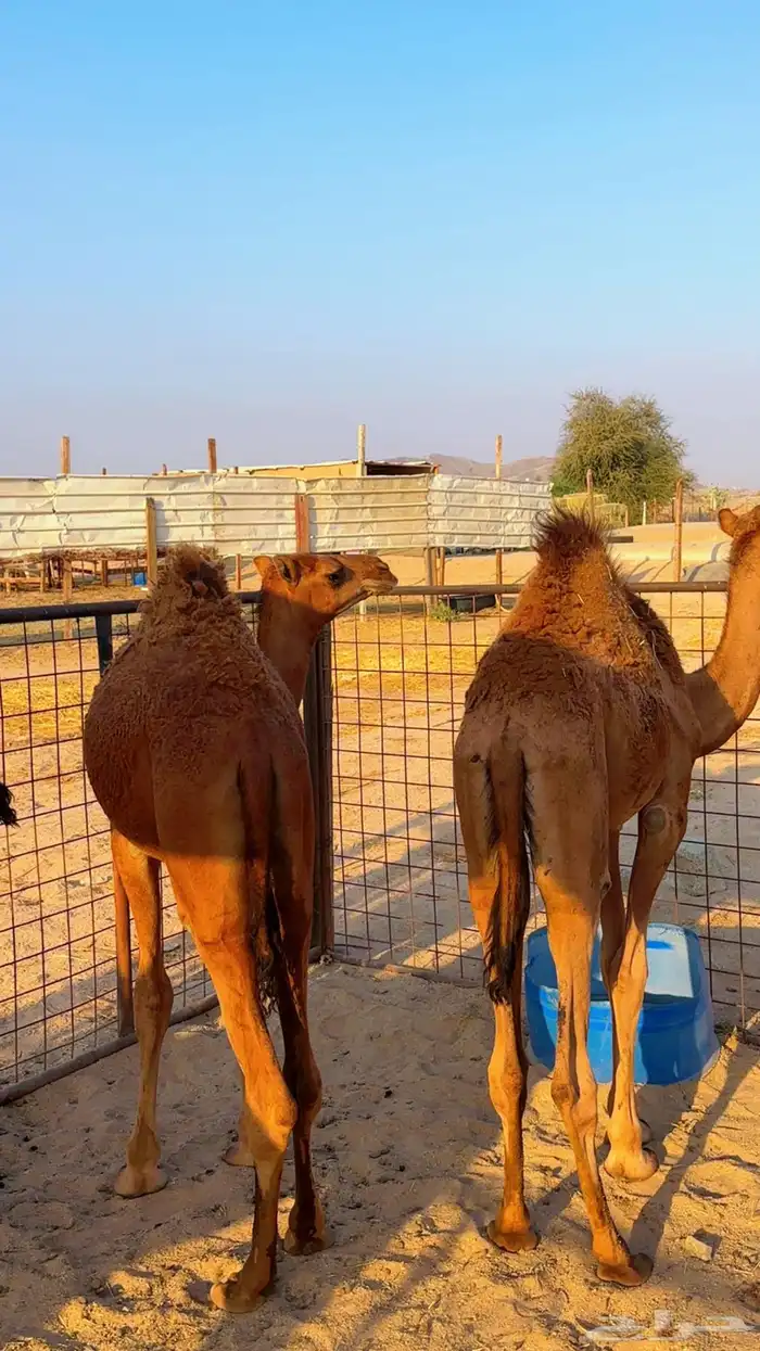 قعدان بلدي لوز سمان شرط 5