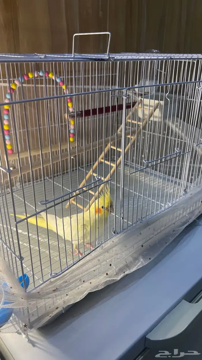 ببغاء كروان كوكتيل اليف ذكر 1