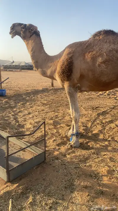 بعير احمر ساسه علا الهدب بعير عبدالمحسن الراجحي وامه كفو index