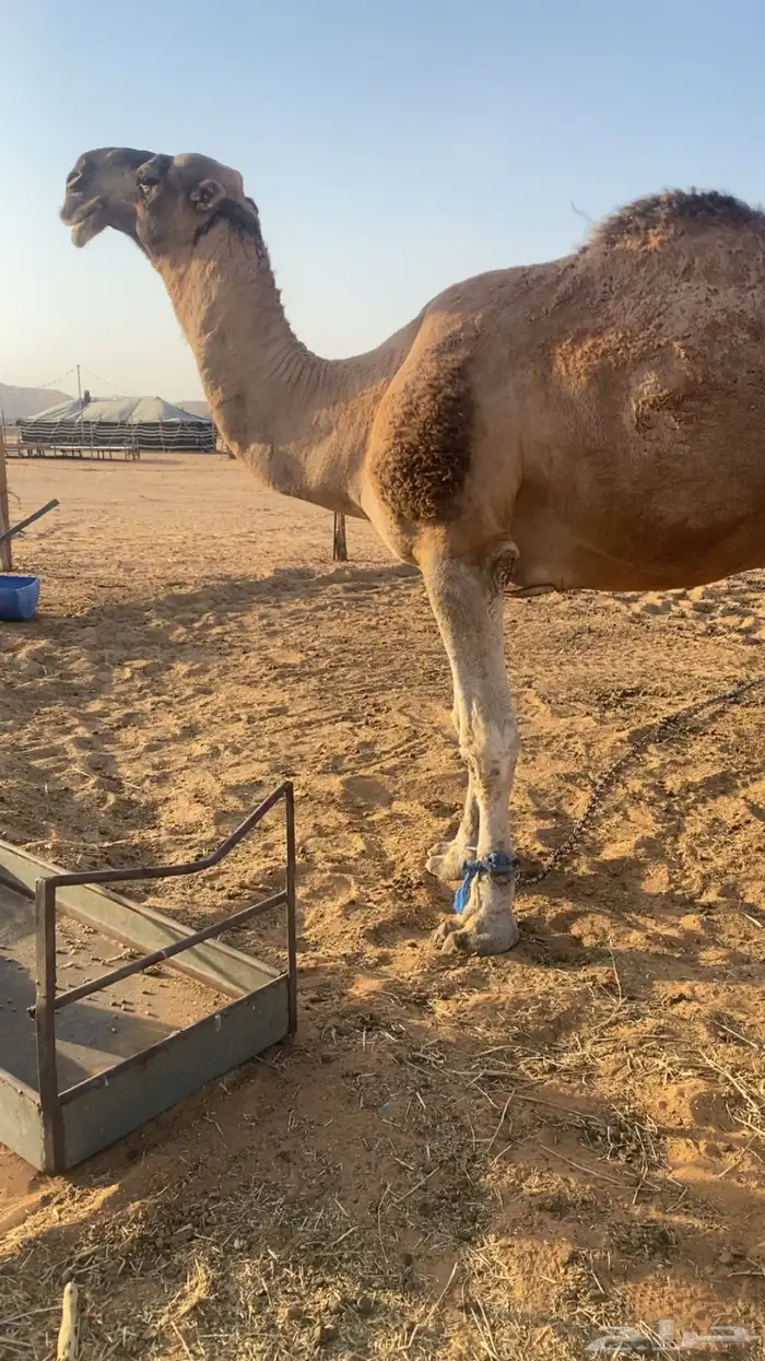 بعير احمر ساسه علا الهدب بعير عبدالمحسن الراجحي وامه كفو 3