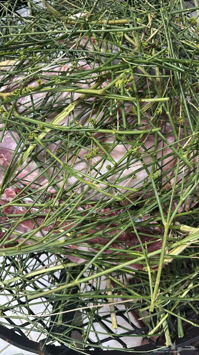 ذبايح وحنيذ ارباع وانصاص يوجد ذبح وتوصيل راجع التقييمات 7