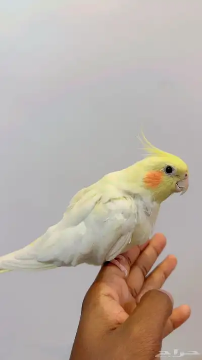 جوز كروان النثى أليفه index