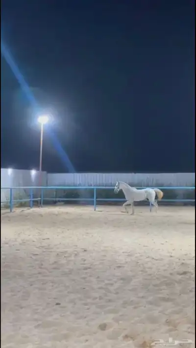 خيل جزيري 0
