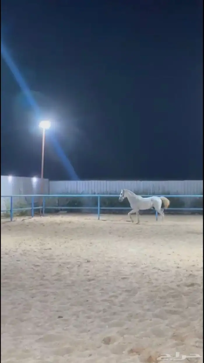 خيل جزيري 0