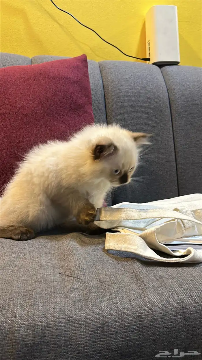 قطوتين للبيع 21