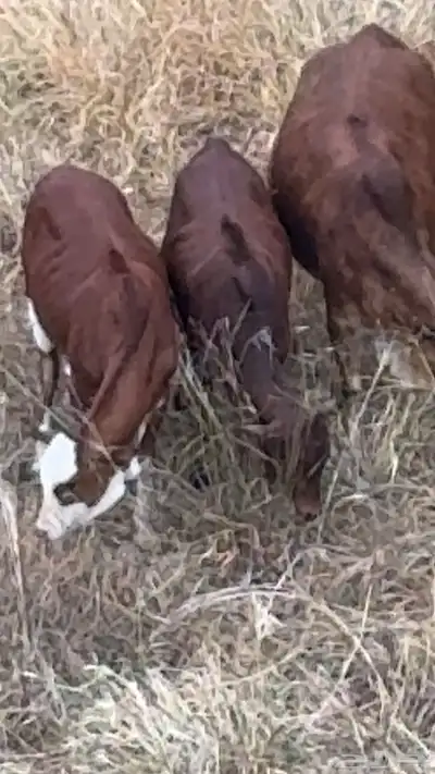 رجال المع حسوة index