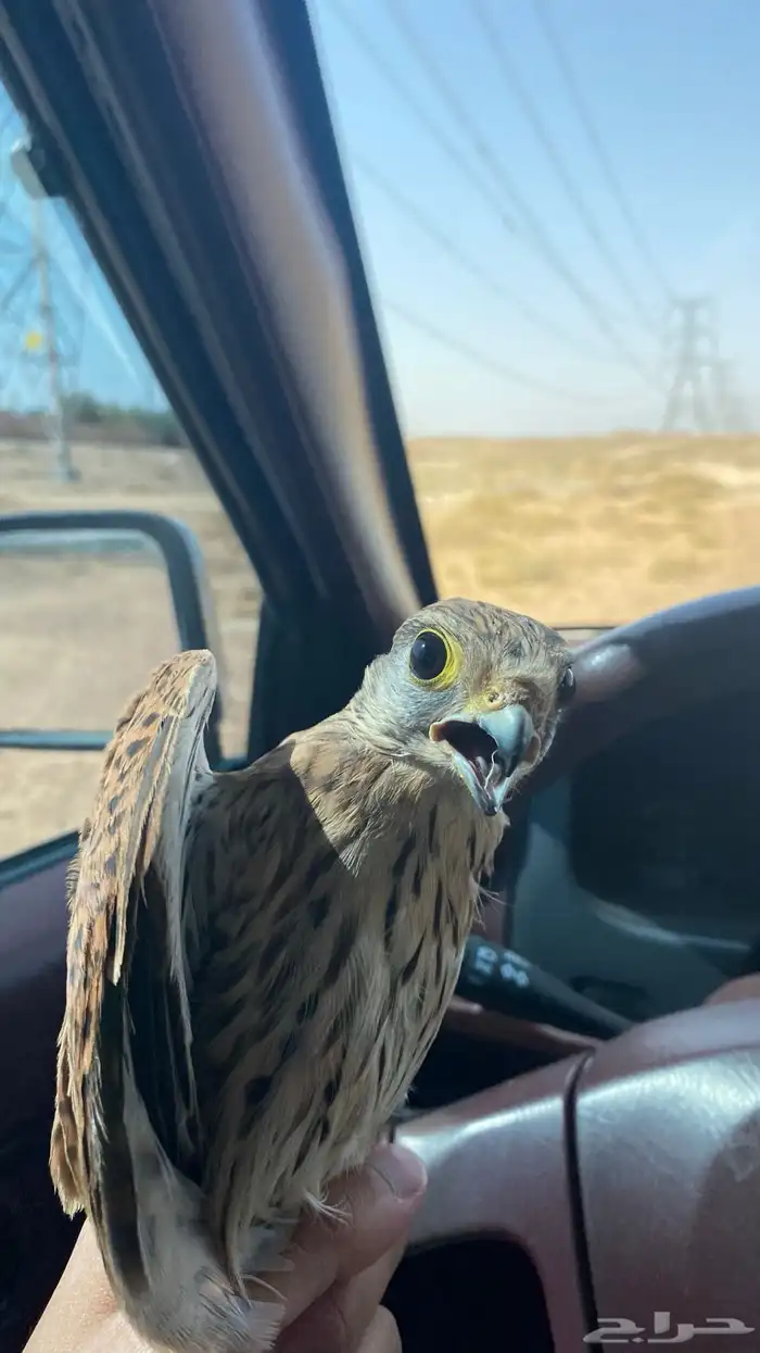 باشق شبوطط وحش 0