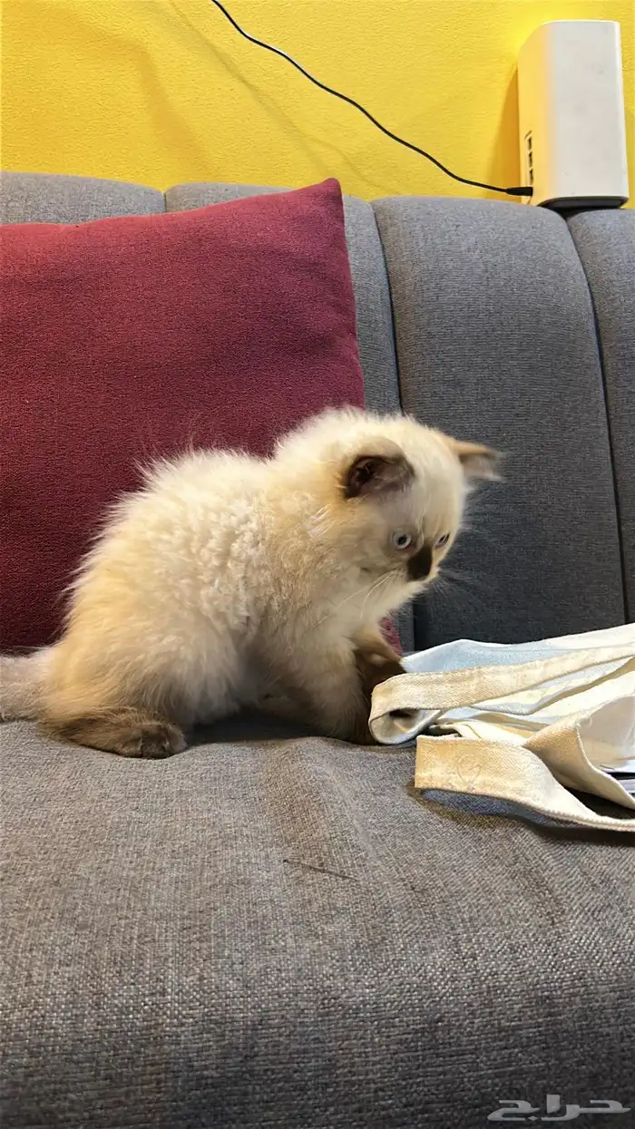 قطوتين للبيع 20