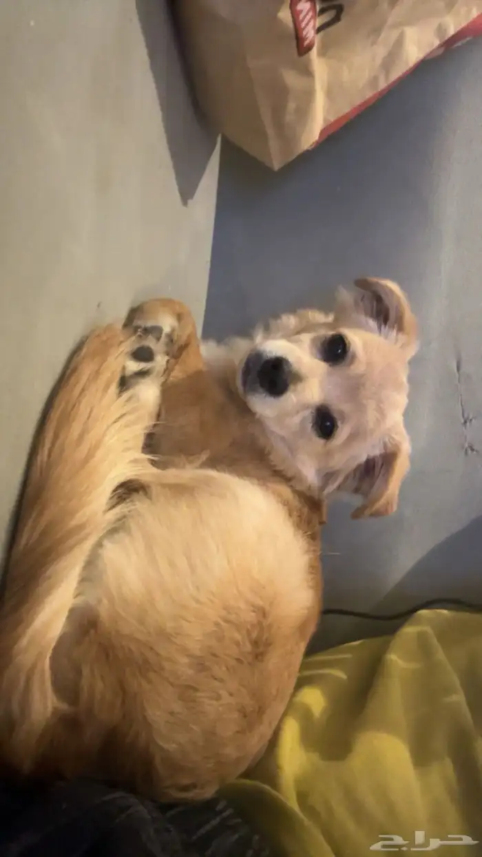 للبيع كلب شيواوا انثى 3 شهور العمر يفهم واليف وبغراضها 0