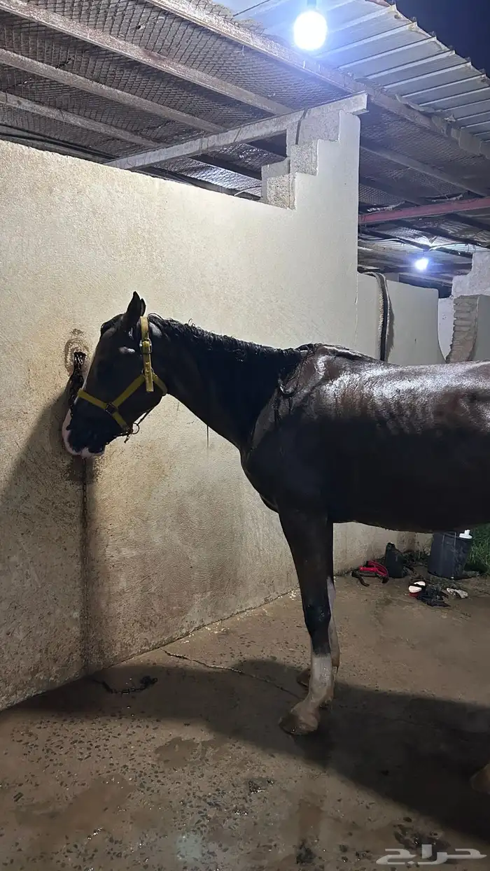 خيل للبييع 0