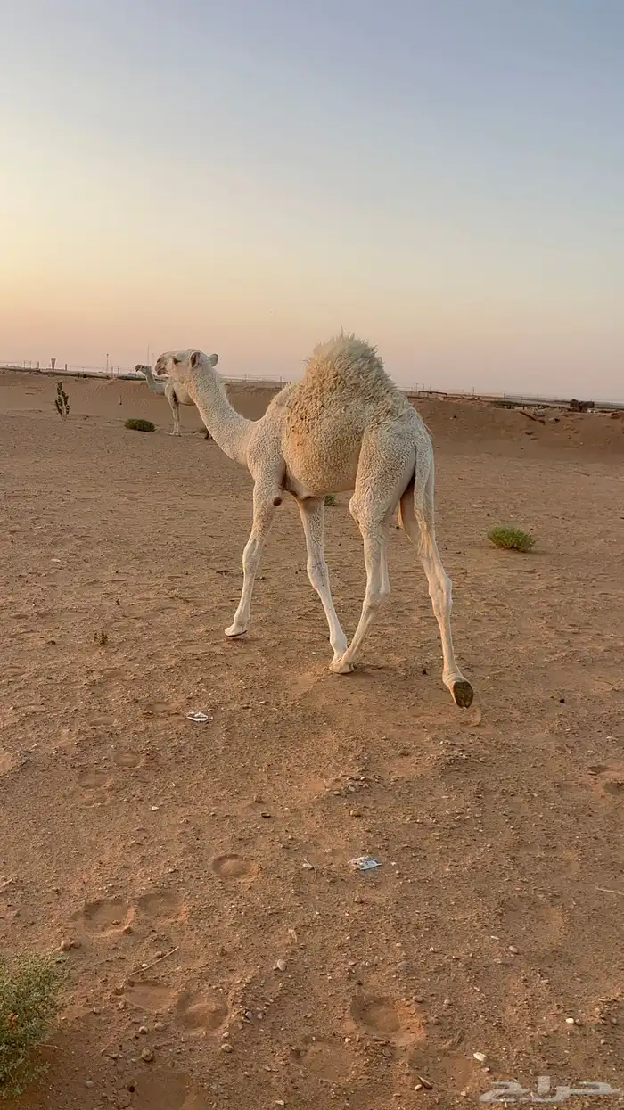قعود قصب حاشي لباني وسمين 1