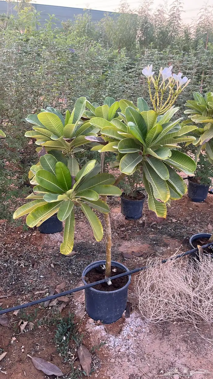 جهنميات اشجار زينه اشجار زينه 1