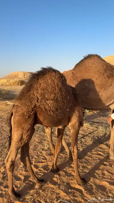 قعود للبيع 0