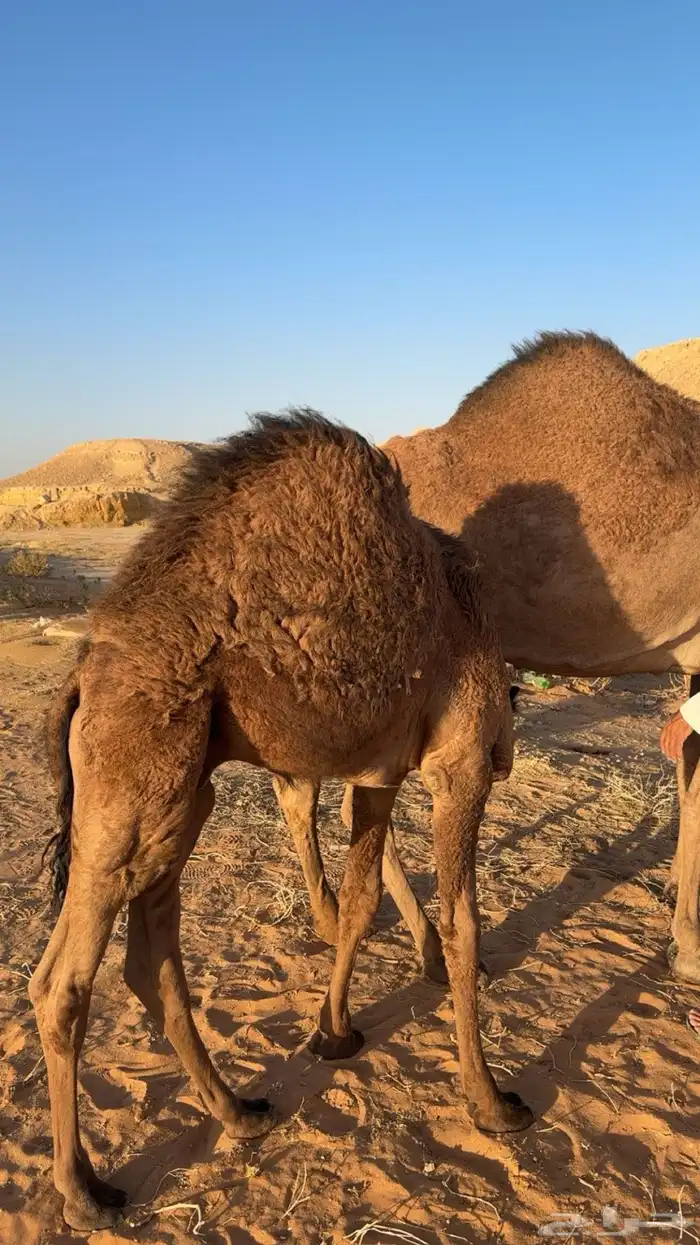 قعود للبيع 0