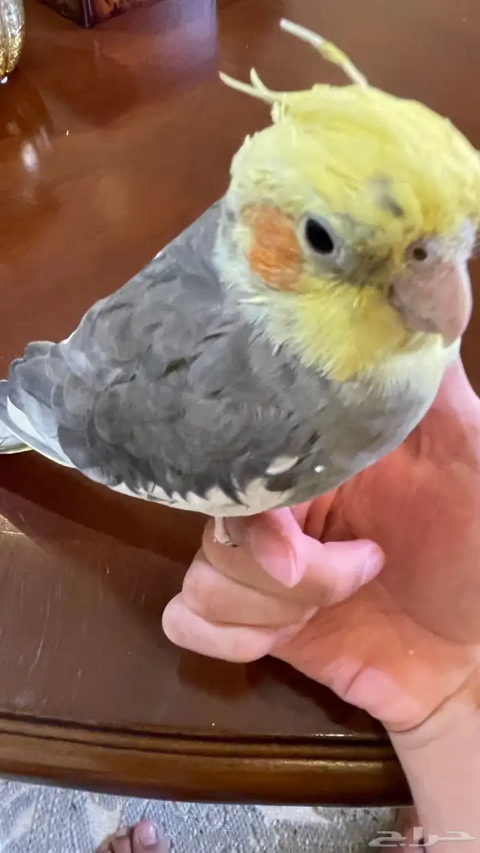 كروان جامبو الييف يعرف يفتح القفص من نفسه 3