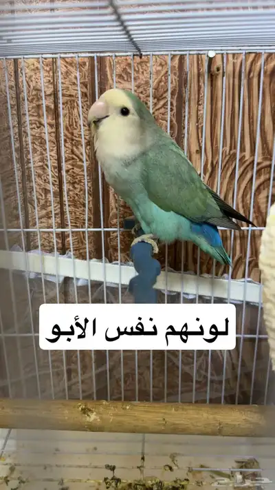 فروخ روز غرر index