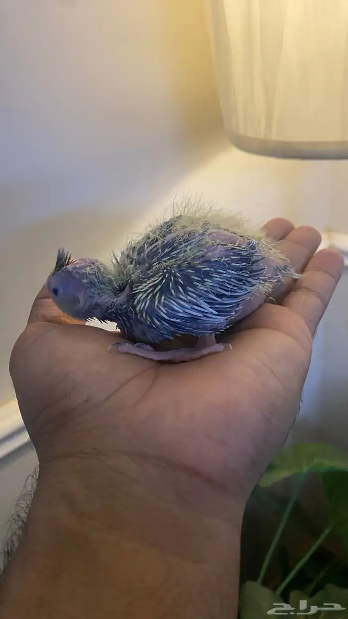 فرخ روز يقبل غر 1