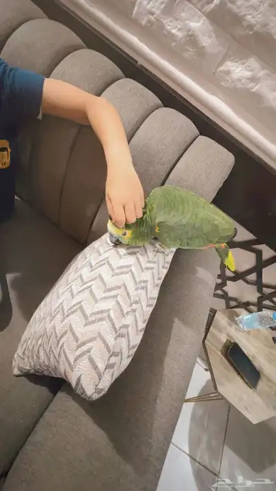 بغبغاء امازون index