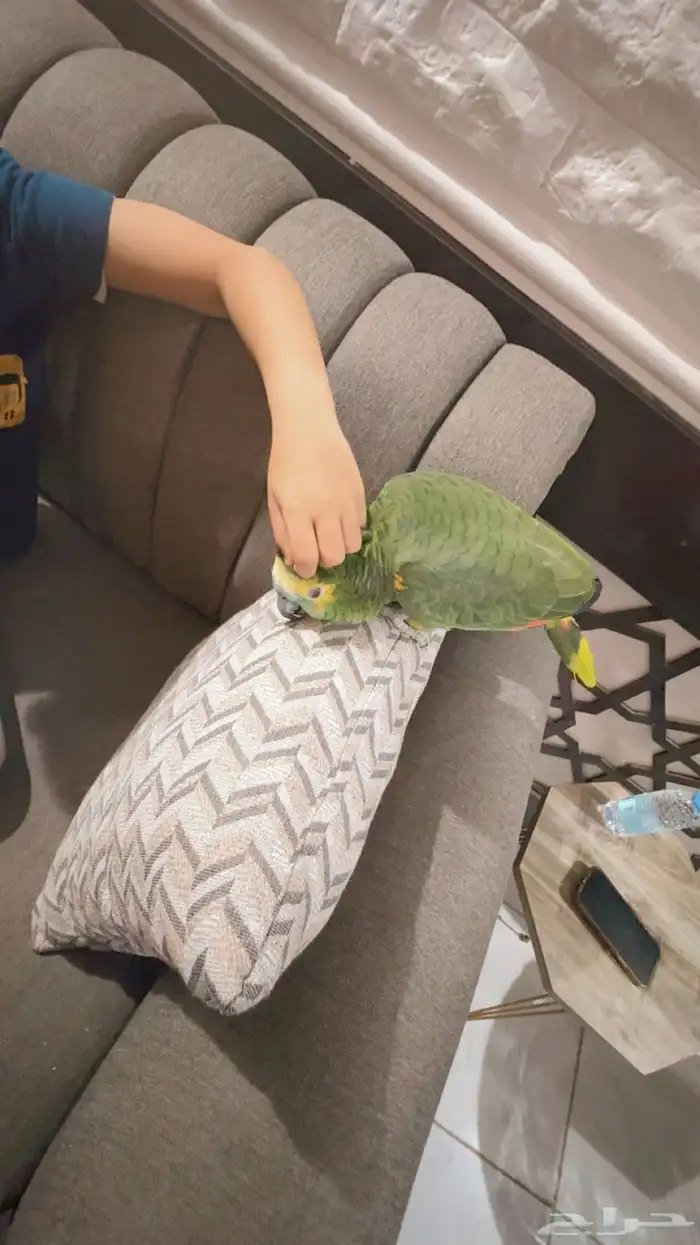 بغبغاء امازون 5