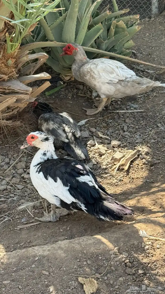 بط مصري للبيع 8