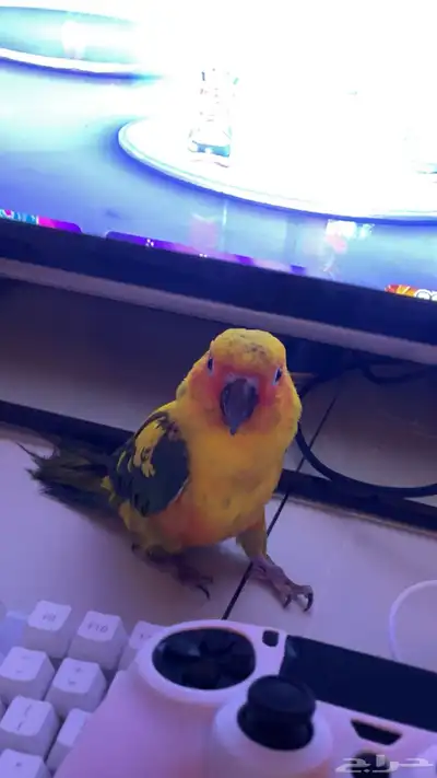 صن كنيور index