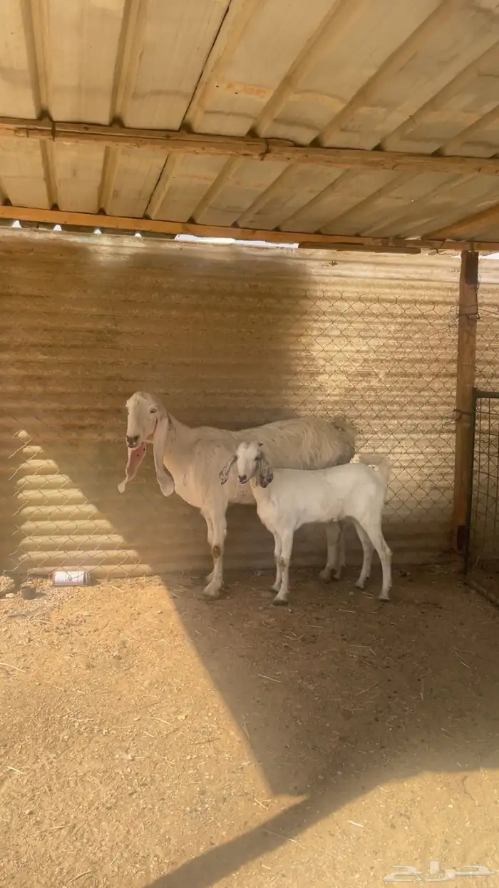 عنز هولنديه معها جفره 1