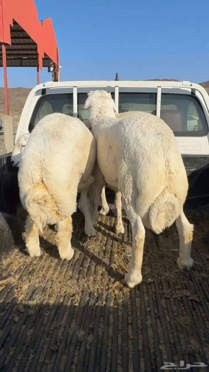 طليان جبره للبيع 1