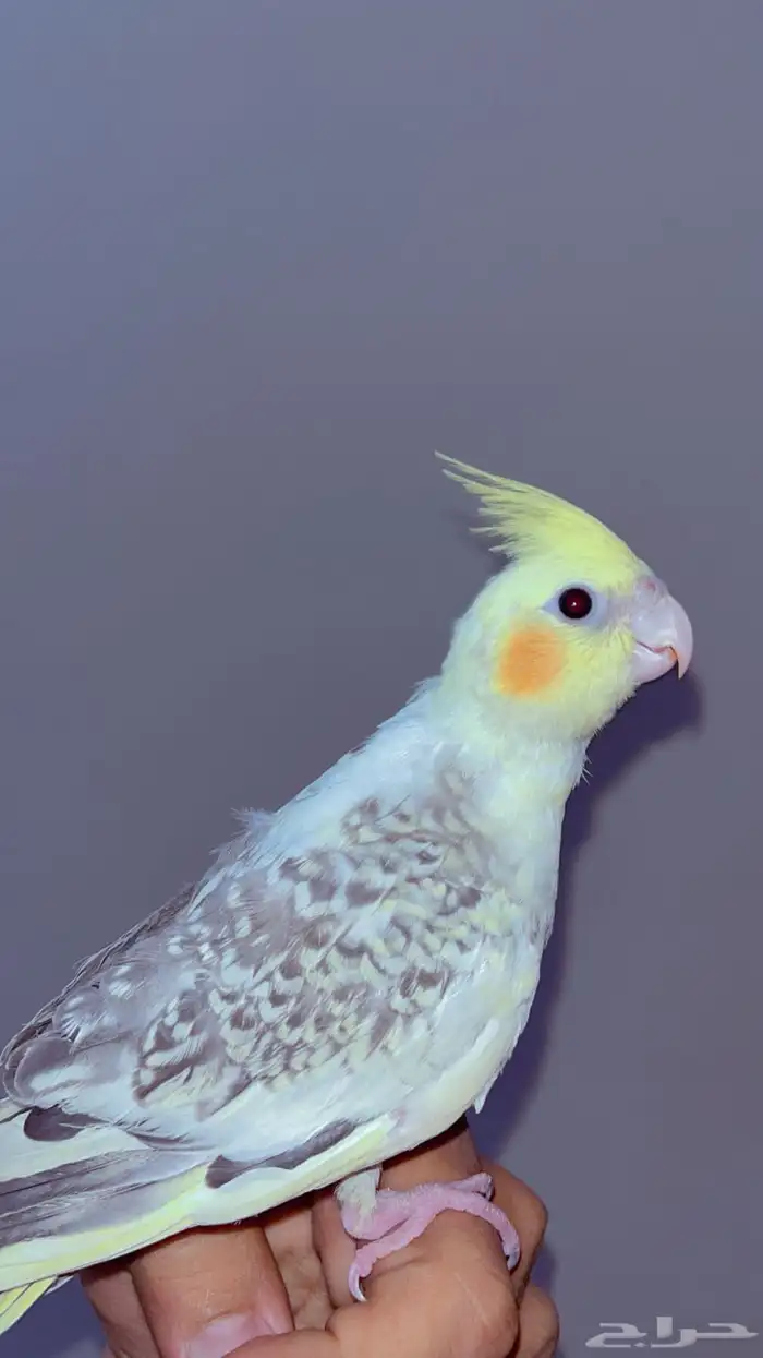 كروان صغير للبيع 3