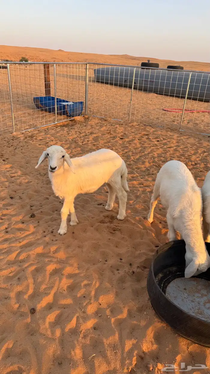 حريات رخال 2