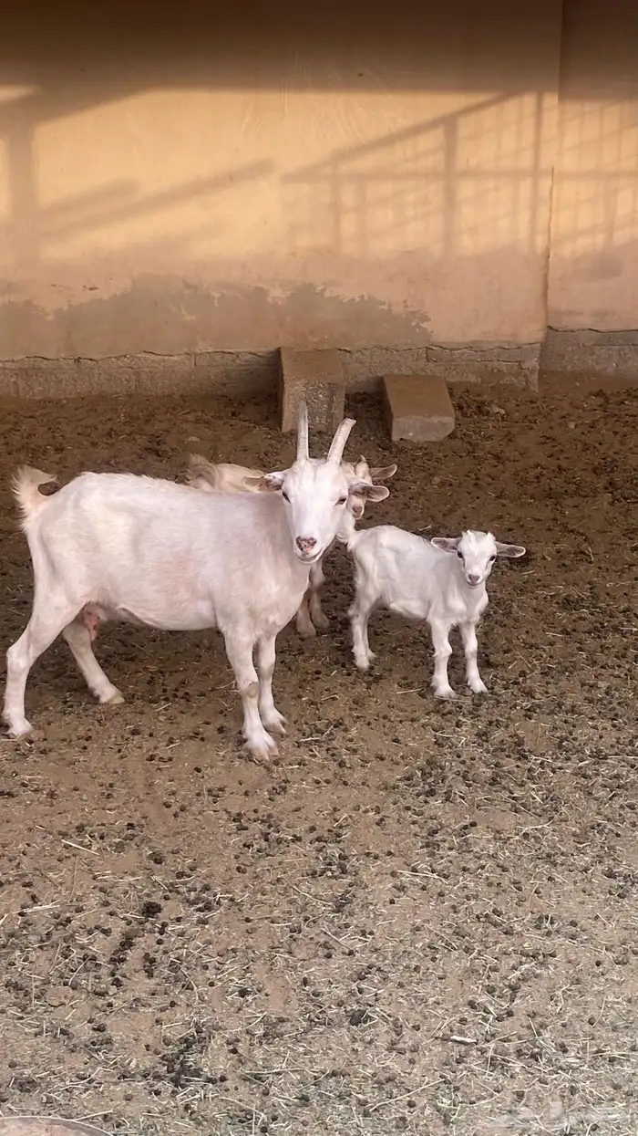 للبيع ماعز قزم 5