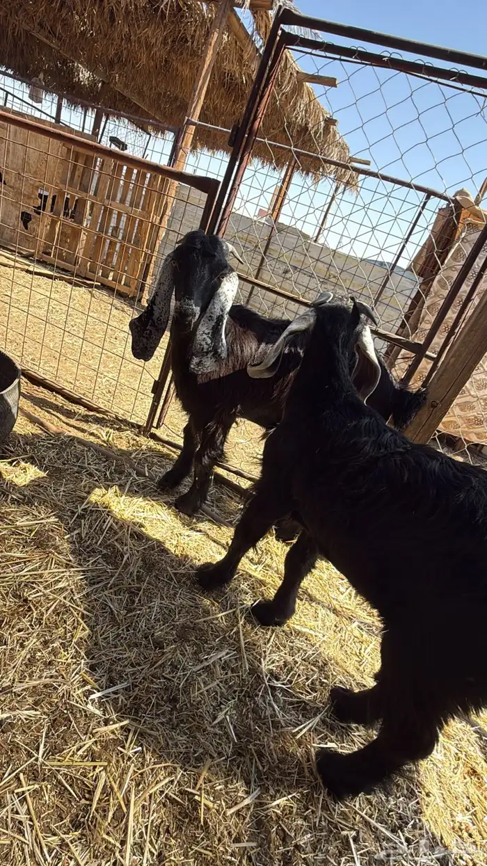 طليان. والتيوس ذبايح. 10